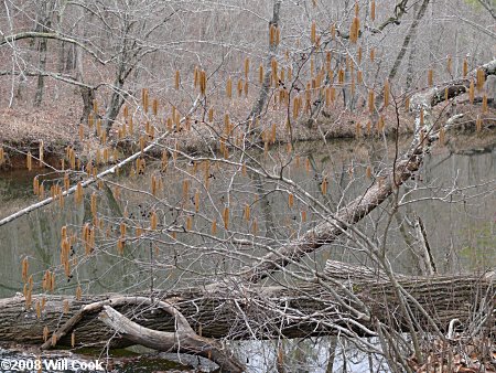 Hazel Alder (Alnus serrulata) shrub