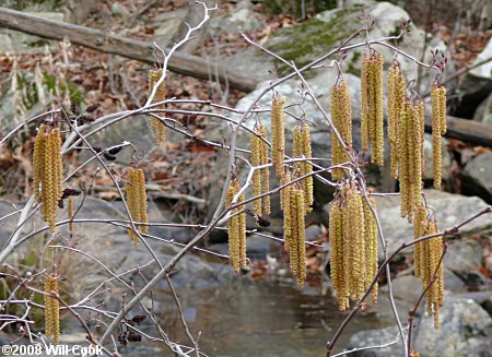 Hazel Alder (Alnus serrulata) shrub