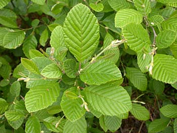 Hazel Alder (Alnus serrulata) leaves