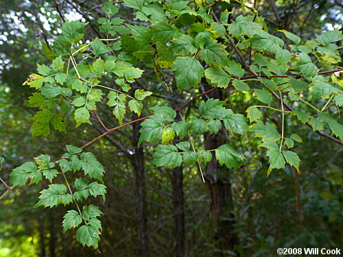 Peppervine (Ampelopsis arborea)