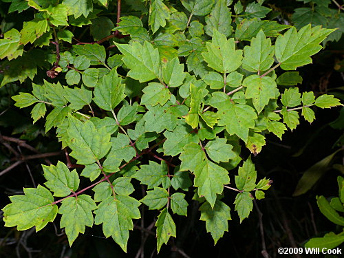 Peppervine (Ampelopsis arborea)