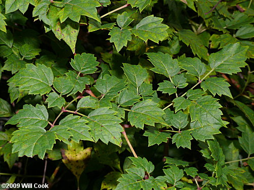 Peppervine (Ampelopsis arborea)