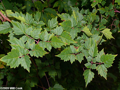 Peppervine (Ampelopsis arborea)