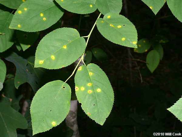 Common Serviceberry (Amelanchier arborea) leaves