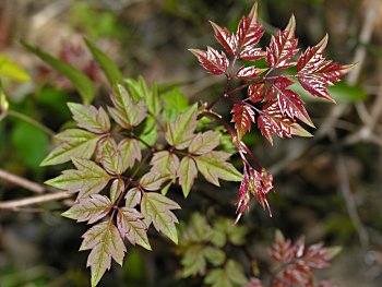 Peppervine (Ampelopsis arborea)