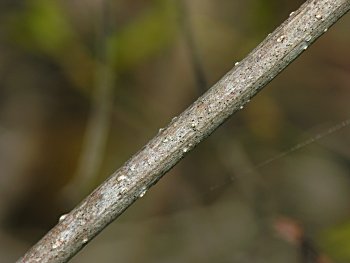 Peppervine (Ampelopsis arborea)