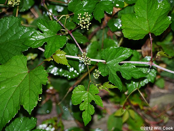 Porcelainberry (Ampelopsis brevipedunculata)