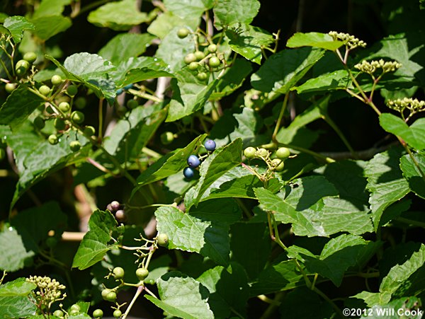 Porcelainberry (Ampelopsis brevipedunculata)