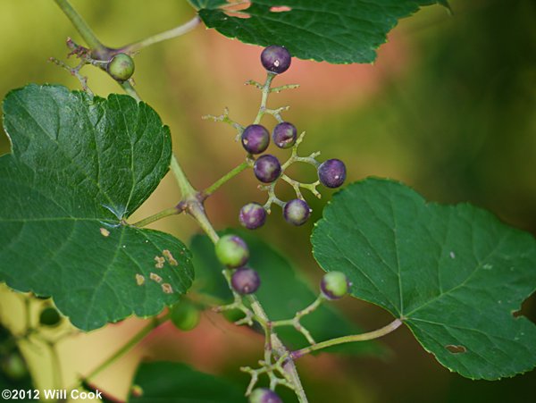 Porcelainberry (Ampelopsis brevipedunculata)