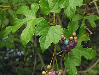 Porcelainberry (Ampelopsis brevipedunculata)