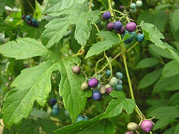 Porcelainberry (Ampelopsis brevipedunculata)