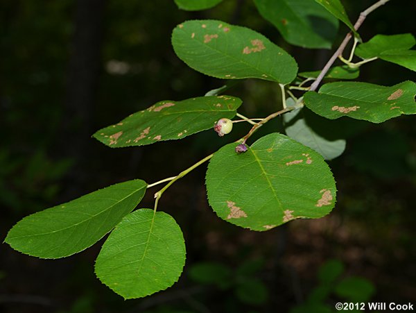 Canadian Serviceberry (Amelanchier canadensis)