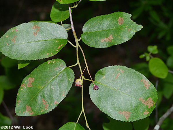 Canadian Serviceberry (Amelanchier canadensis)