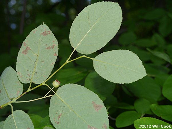 Canadian Serviceberry (Amelanchier canadensis)