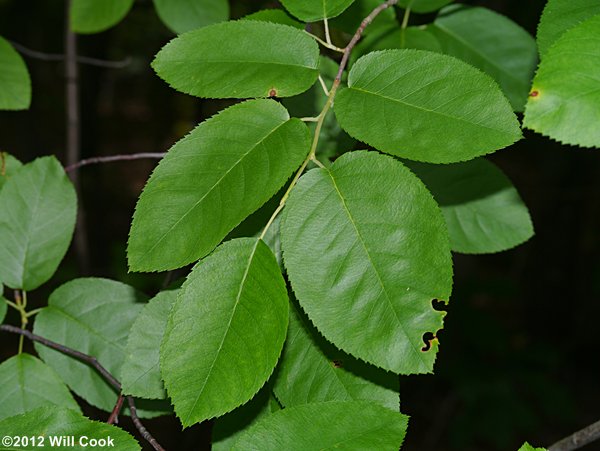 Canadian Serviceberry (Amelanchier canadensis)