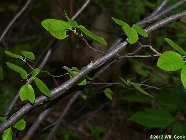 Canadian Serviceberry (Amelanchier canadensis)