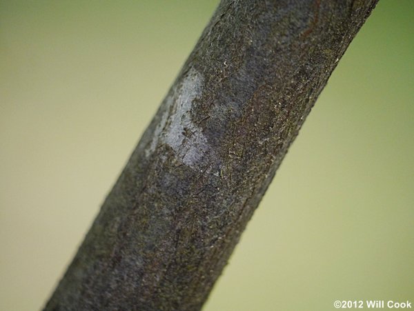 Canadian Serviceberry (Amelanchier canadensis)