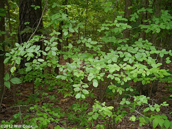 Canadian Serviceberry (Amelanchier canadensis)