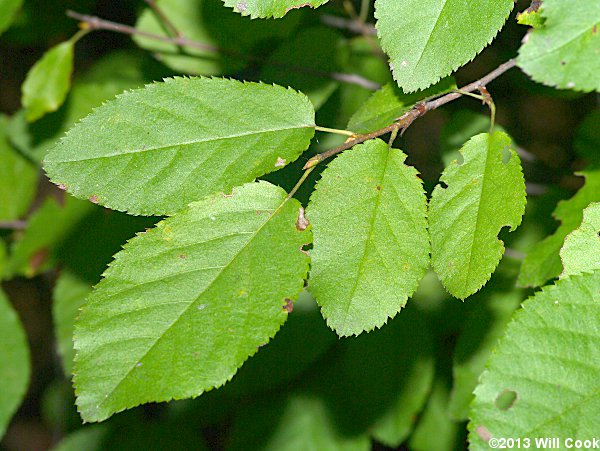 Canadian Serviceberry (Amelanchier canadensis)