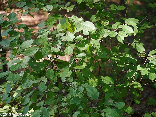 Canadian Serviceberry (Amelanchier canadensis)