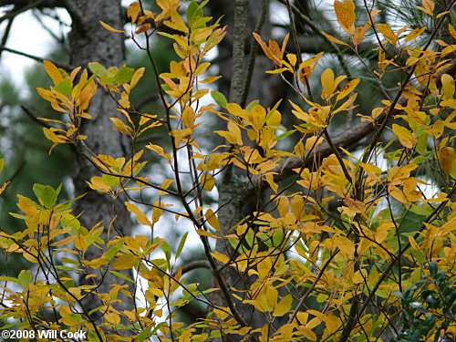 Canadian Serviceberry (Amelanchier canadensis) leaf