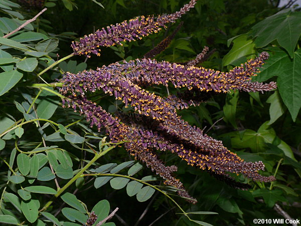 Tall Indigo-bush (Amorpha fruticosa)