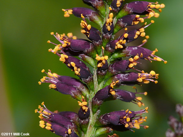 Tall Indigo-bush (Amorpha fruticosa)