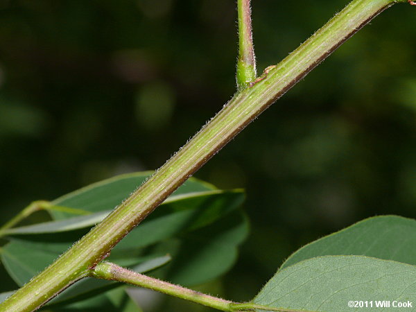 Tall Indigo-bush (Amorpha fruticosa)