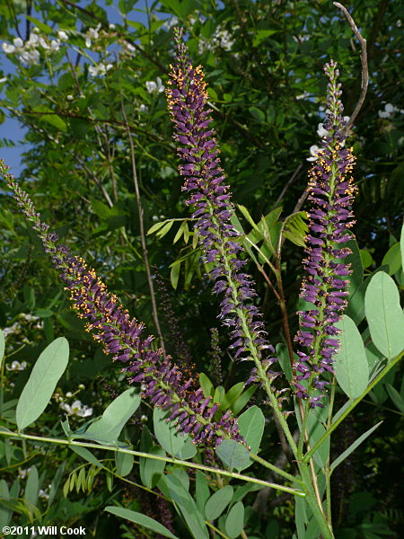 Tall Indigo-bush (Amorpha fruticosa)