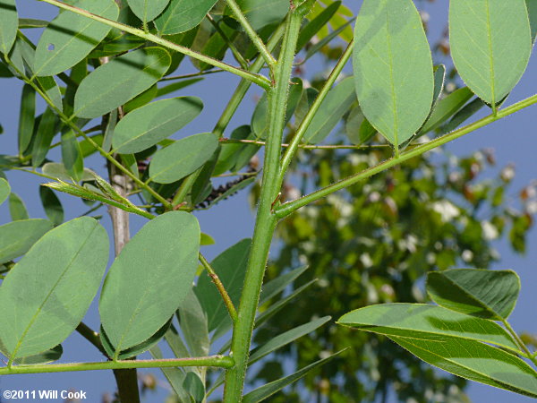 Tall Indigo-bush (Amorpha fruticosa)
