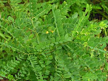 Tall Indigo-bush (Amorpha fruticosa)