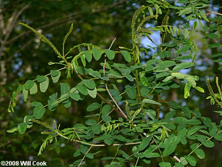 Tall Indigo-bush (Amorpha fruticosa)