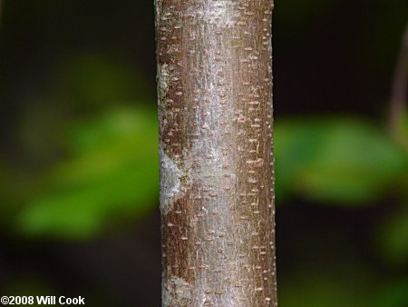 Tall Indigo-bush (Amorpha fruticosa) bark
