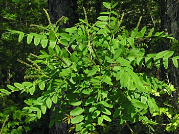 Tall Indigo-bush (Amorpha fruticosa)