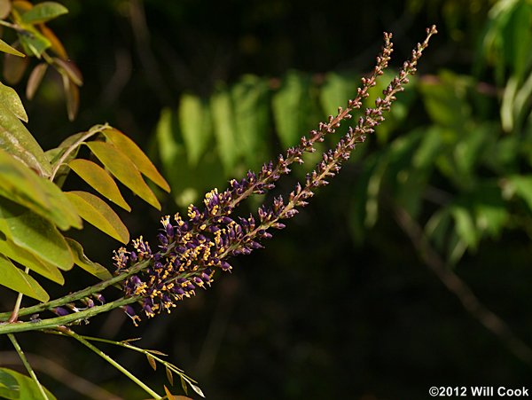 Appalachian Indigo-bush (Amorpha glabra)