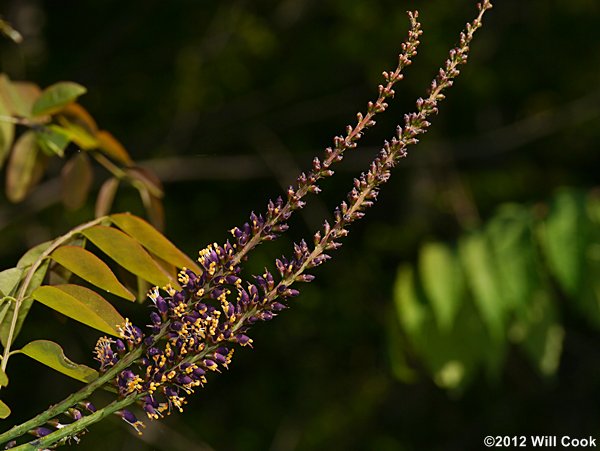 Appalachian Indigo-bush (Amorpha glabra)