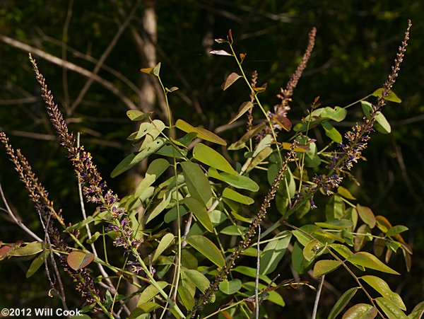 Appalachian Indigo-bush (Amorpha glabra)