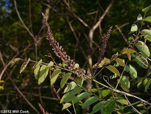 Appalachian Indigo-bush (Amorpha glabra)