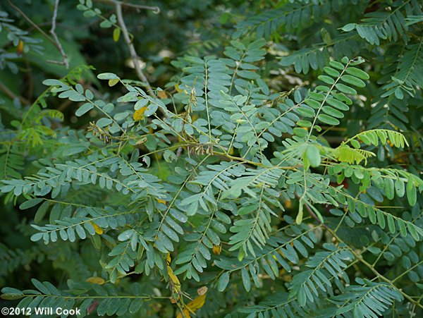 Appalachian Indigo-bush (Amorpha glabra)