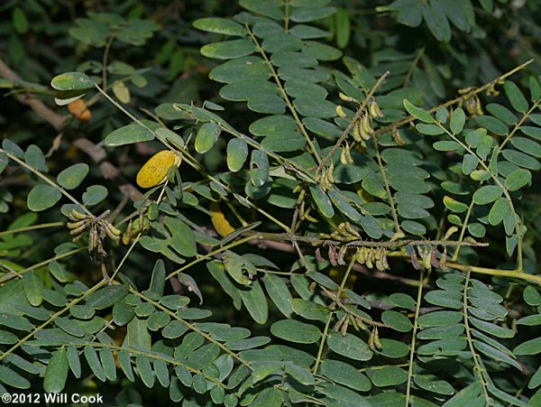 Appalachian Indigo-bush (Amorpha glabra)