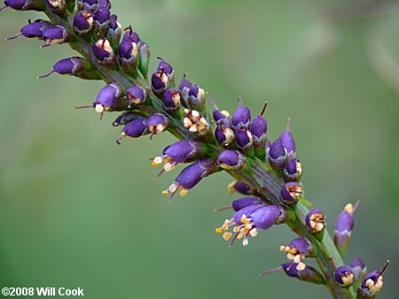 Appalachian Indigo-bush (Amorpha glabra)