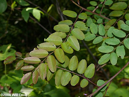 Appalachian Indigo-bush (Amorpha glabra)