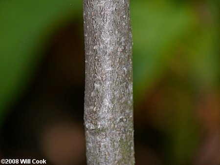 Appalachian Indigo-bush (Amorpha glabra)