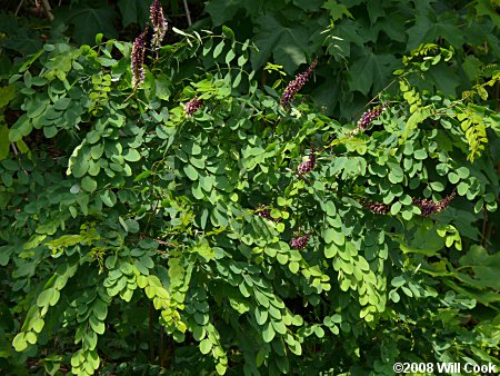 Appalachian Indigo-bush (Amorpha glabra)