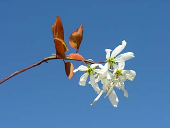 Allegheny Serviceberry (Amelanchier laevis)