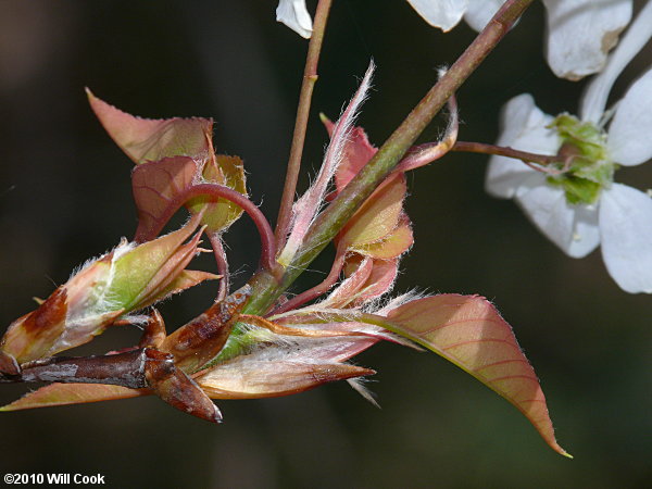 Allegheny Serviceberry (Amelanchier laevis)