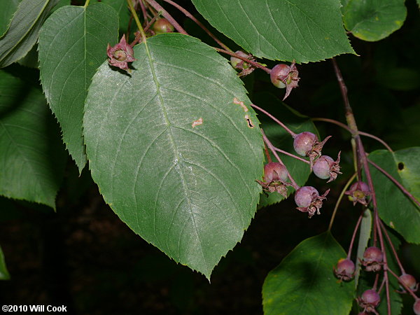 Allegheny Serviceberry (Amelanchier laevis)