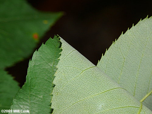 Allegheny Serviceberry (Amelanchier laevis)