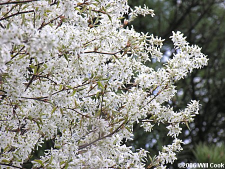 Allegheny Serviceberry (Amelanchier laevis)