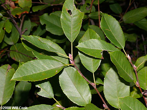 Coastal Plain Serviceberry (Amelanchier obovalis)